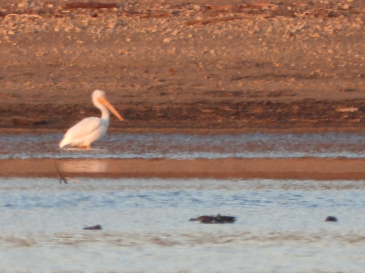 American White Pelican - ML615618142