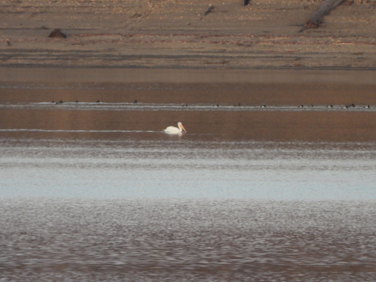 American White Pelican - Rick Luehrs