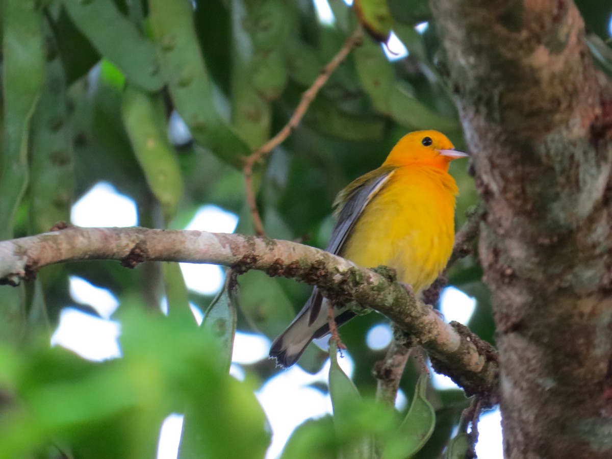 Prothonotary Warbler - ML615618167
