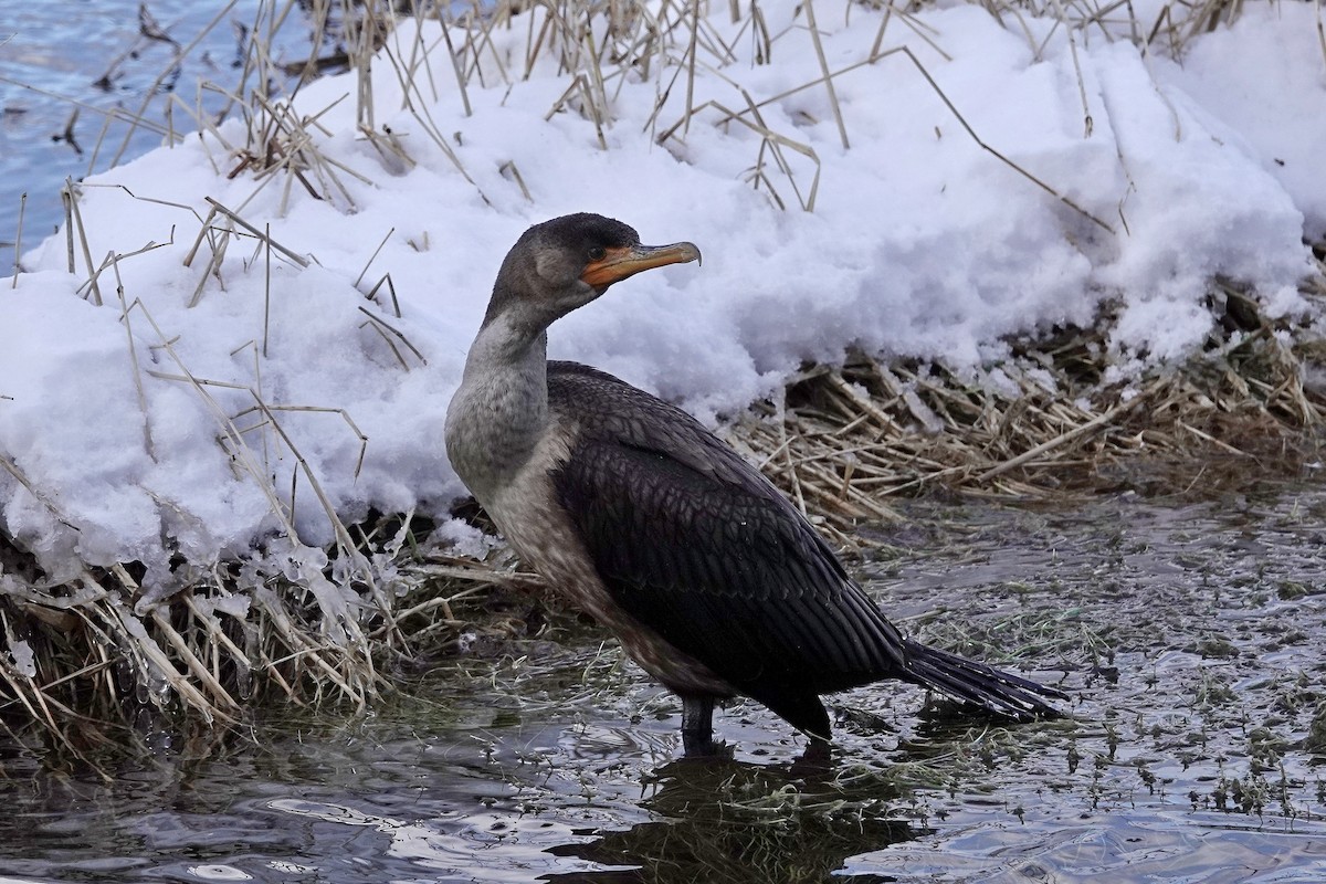 Double-crested Cormorant - ML615618206