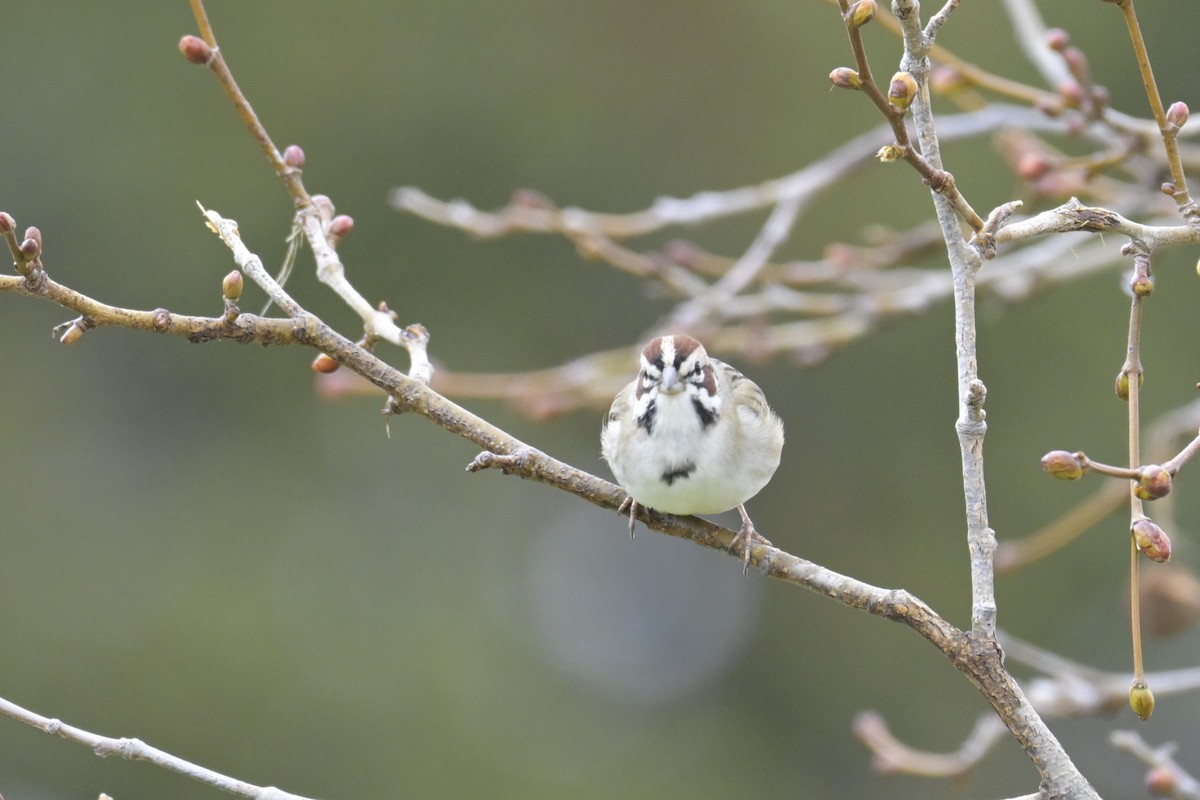 Lark Sparrow - ML615618214