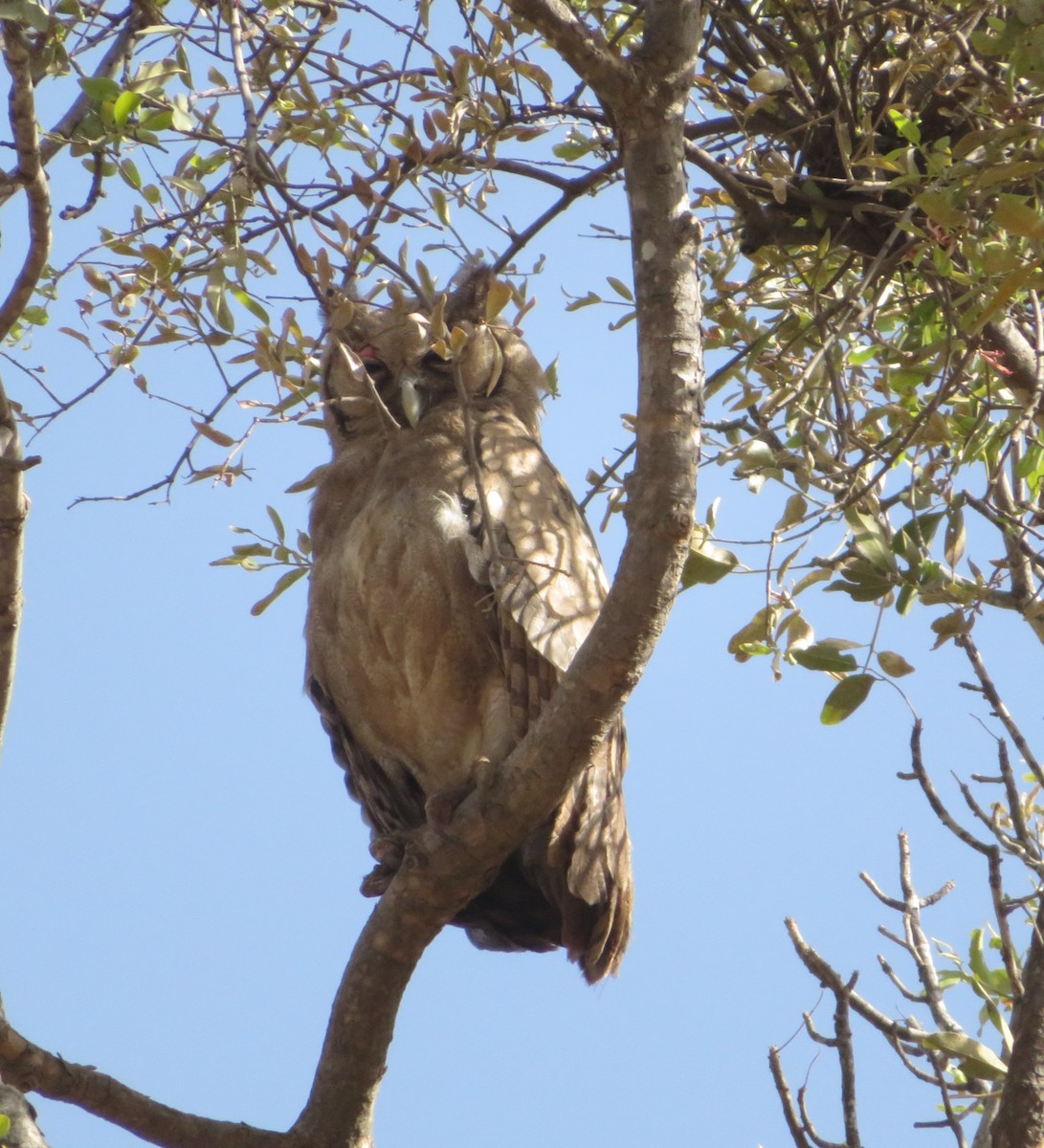 Verreaux's Eagle-Owl - ML615618229