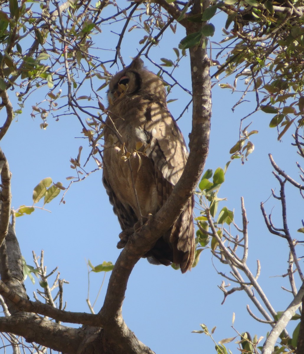 Verreaux's Eagle-Owl - ML615618239