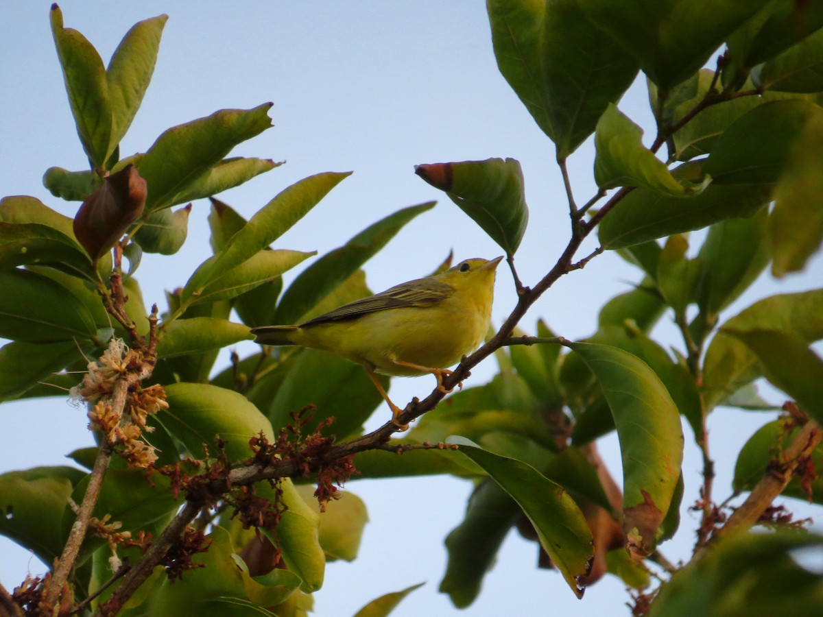 Mourning Warbler - ML615618245