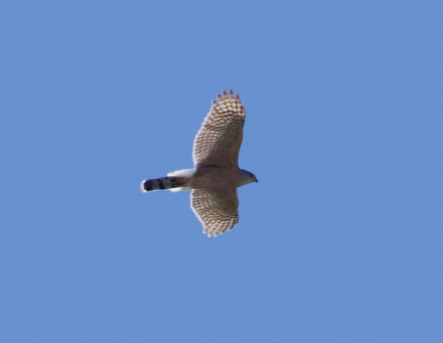 Cooper's Hawk - ML615618261