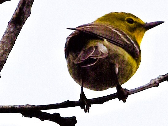 Pine Warbler - ML615618300