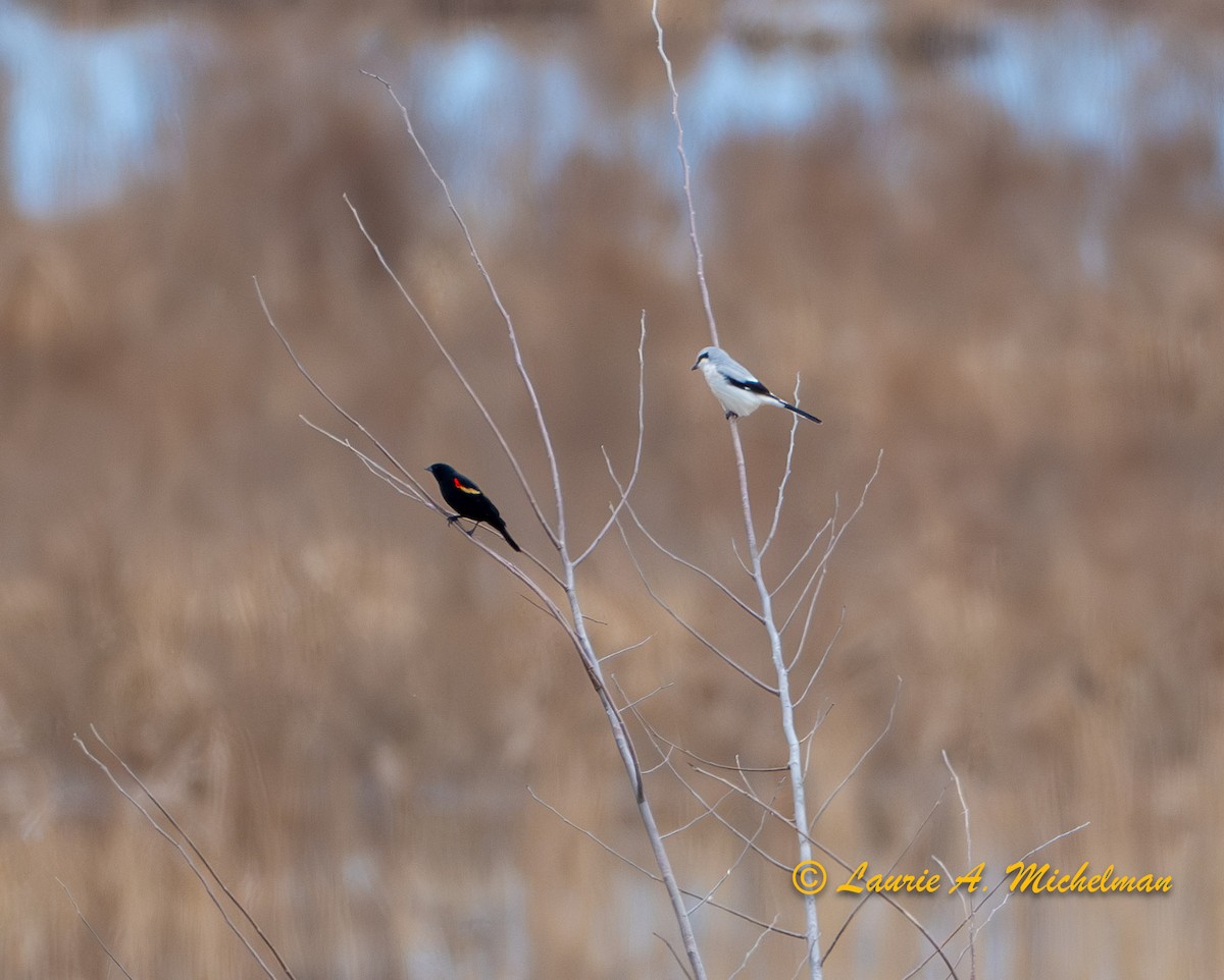 Northern Shrike - ML615618304