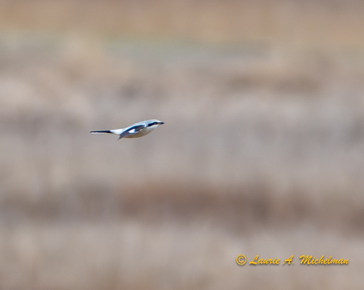 Northern Shrike - ML615618305