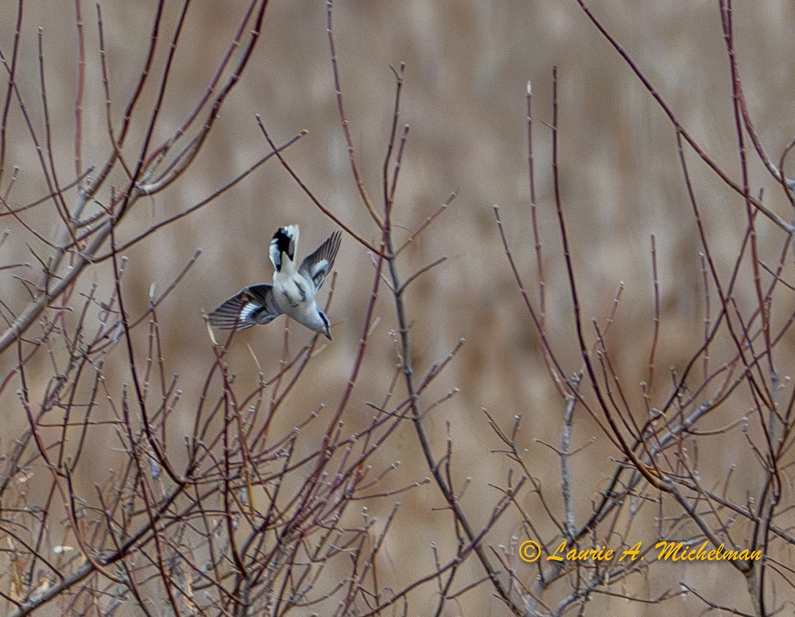 Northern Shrike - ML615618306