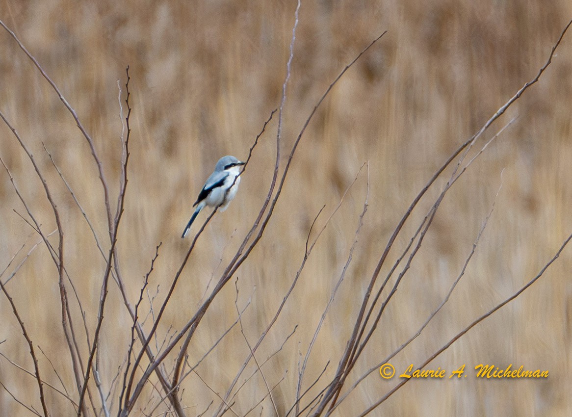 Northern Shrike - ML615618309