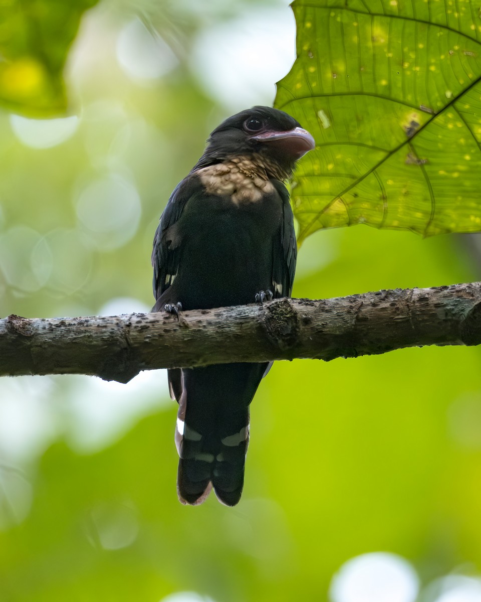 Dusky Broadbill - ML615618327