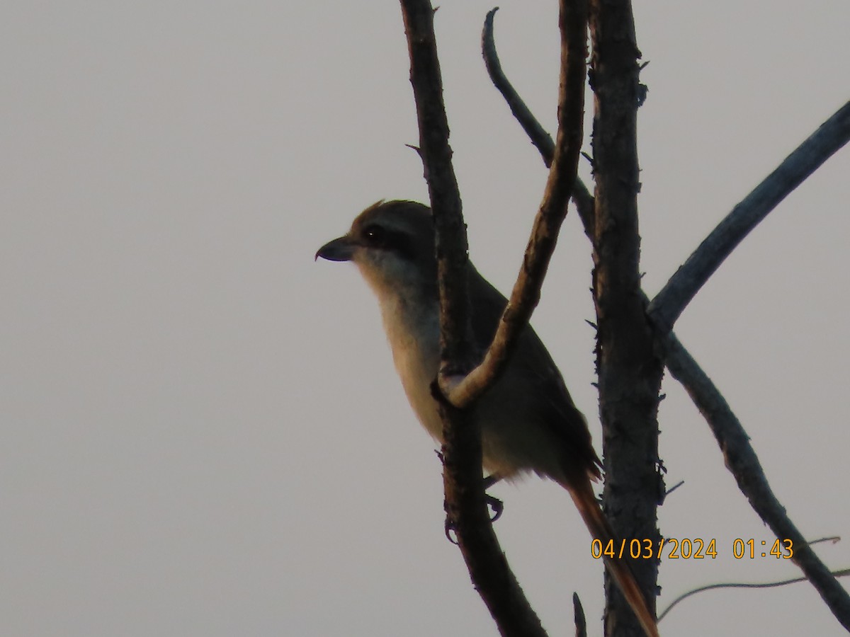 Brown Shrike - ML615618367