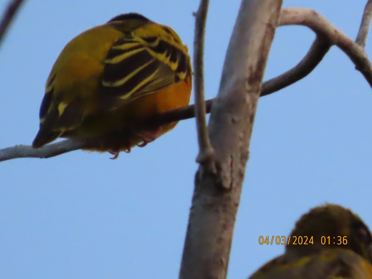 Village Weaver - Peter Carr