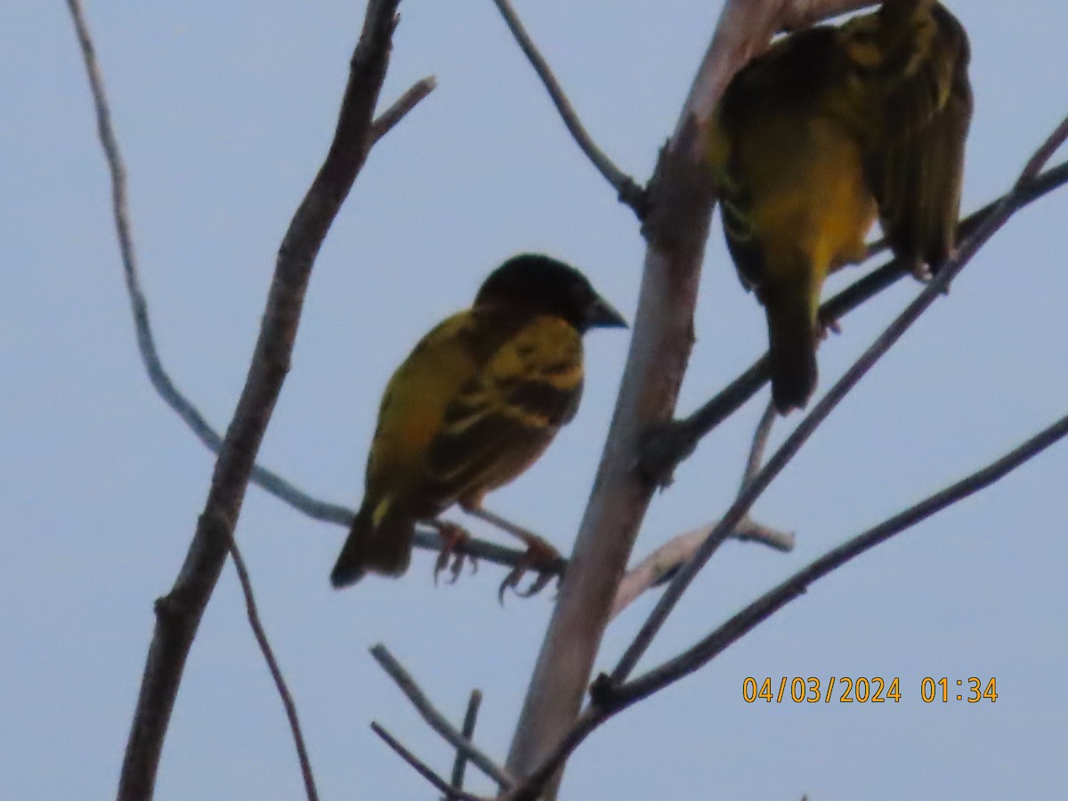 Village Weaver - Peter Carr