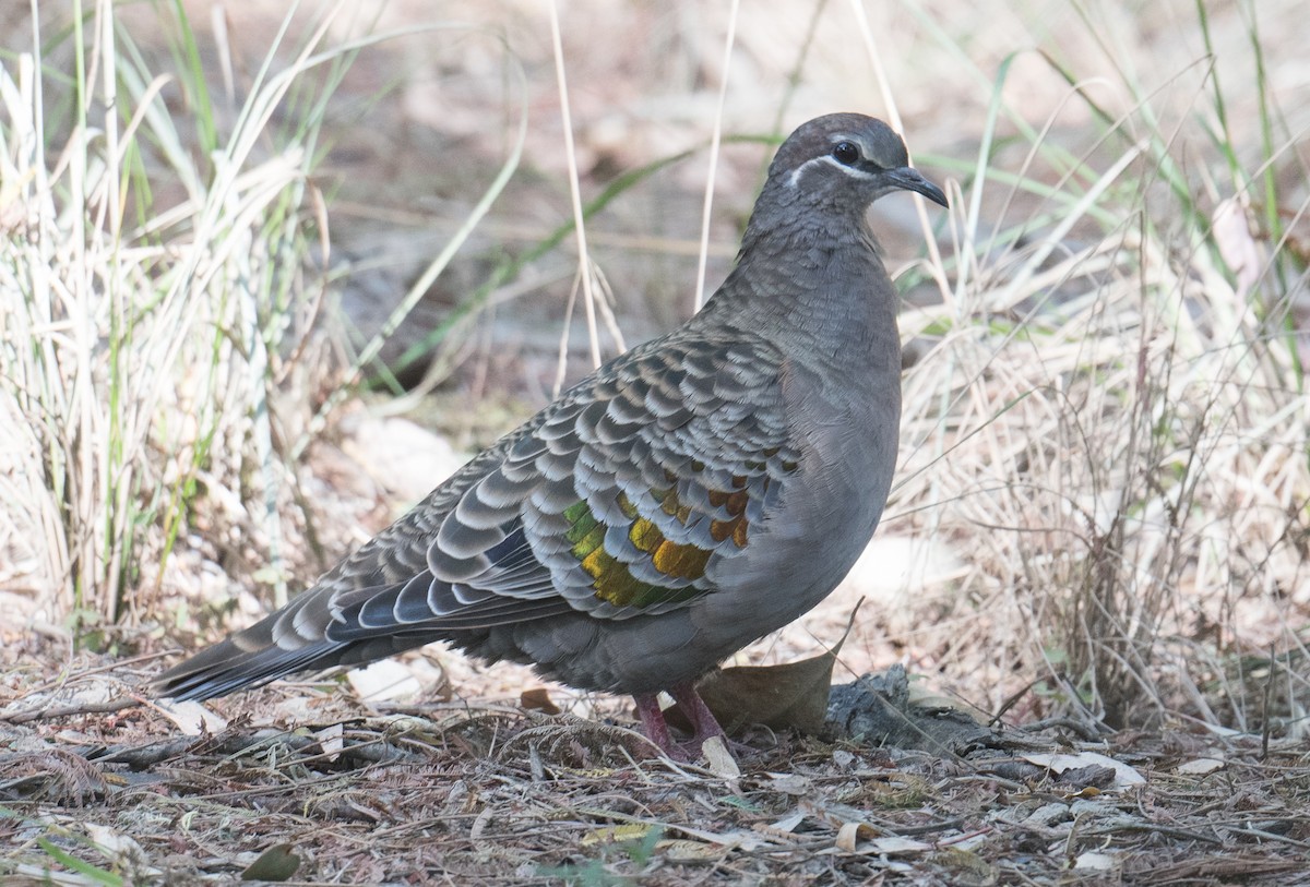 Common Bronzewing - ML615618404