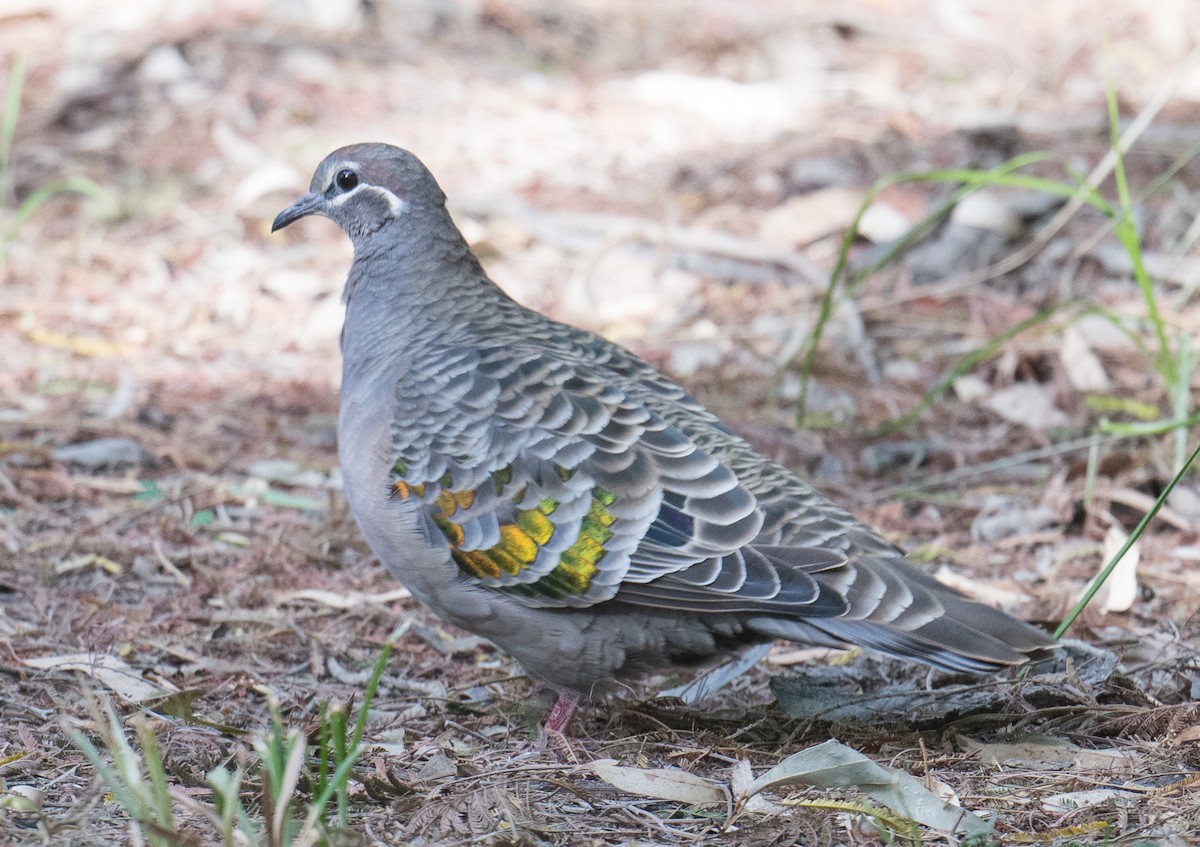 Common Bronzewing - ML615618421