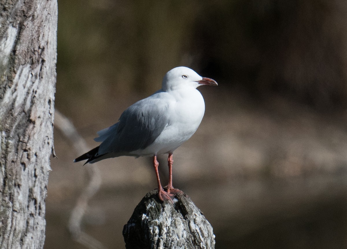 Gaviota Plateada - ML615618439