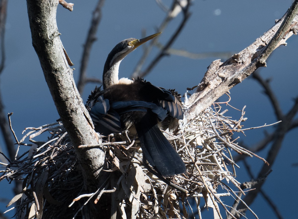 Austral-Schlangenhalsvogel - ML615618461