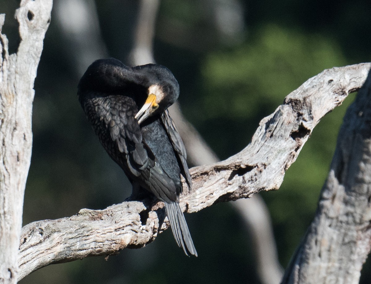Cormorano - ML615618497