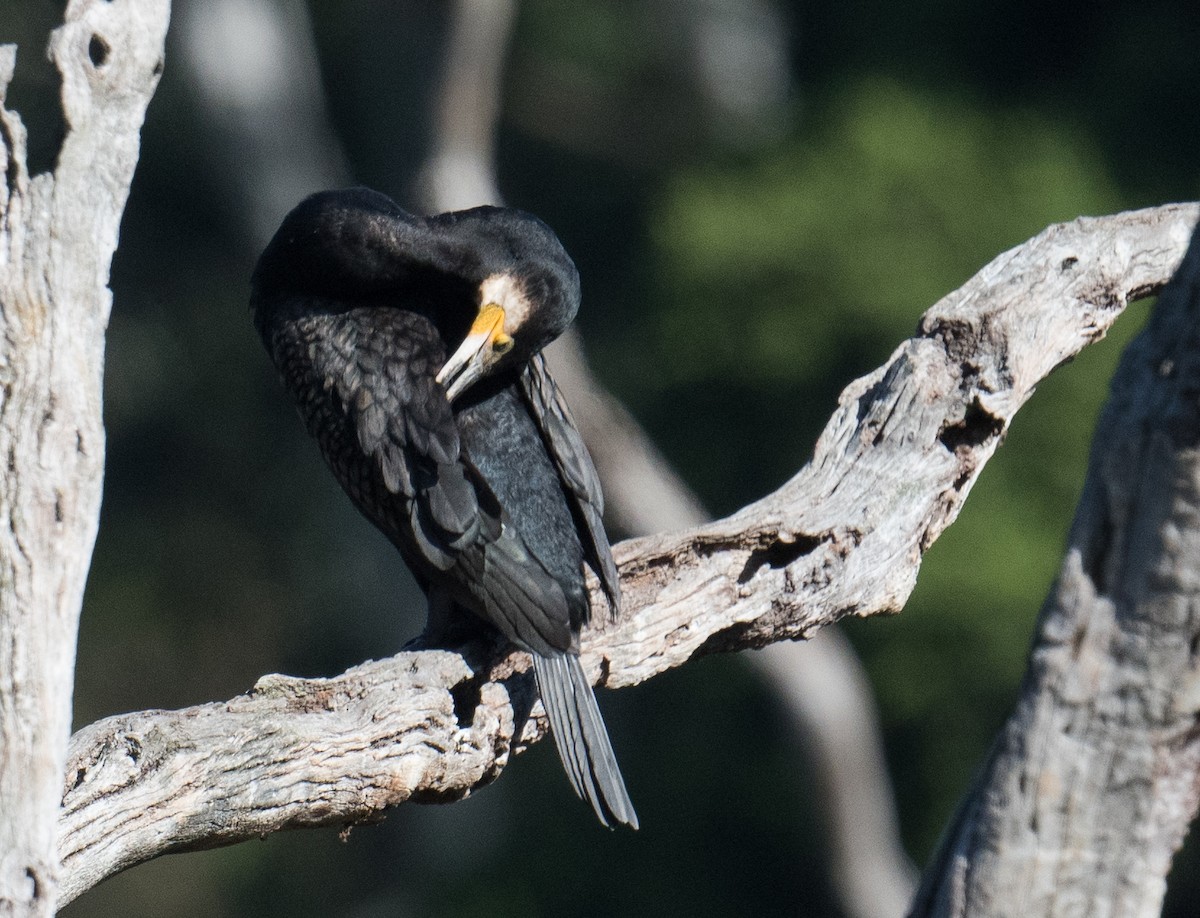 Great Cormorant - ML615618497