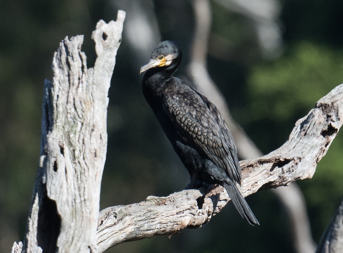 Great Cormorant - ML615618521