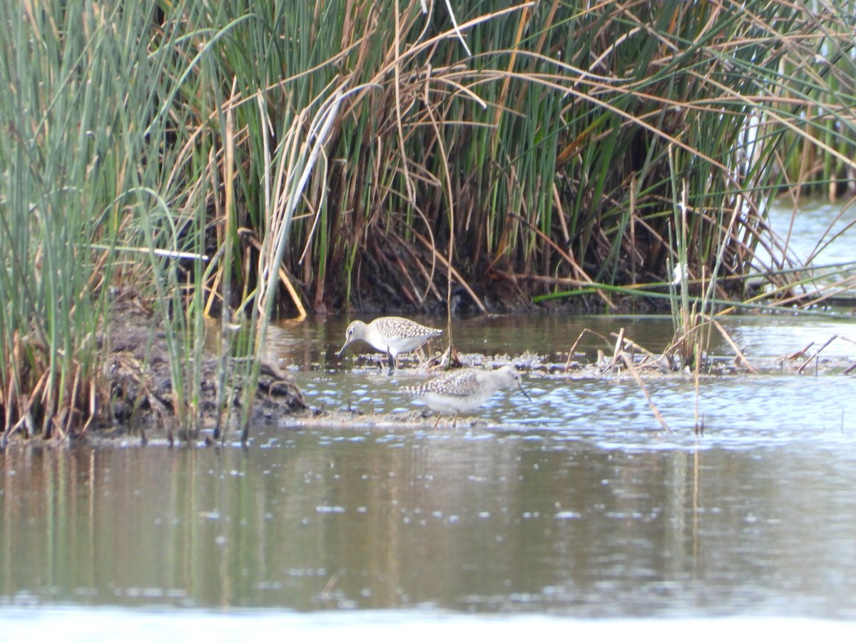 Wood Sandpiper - troy and karyn zanker