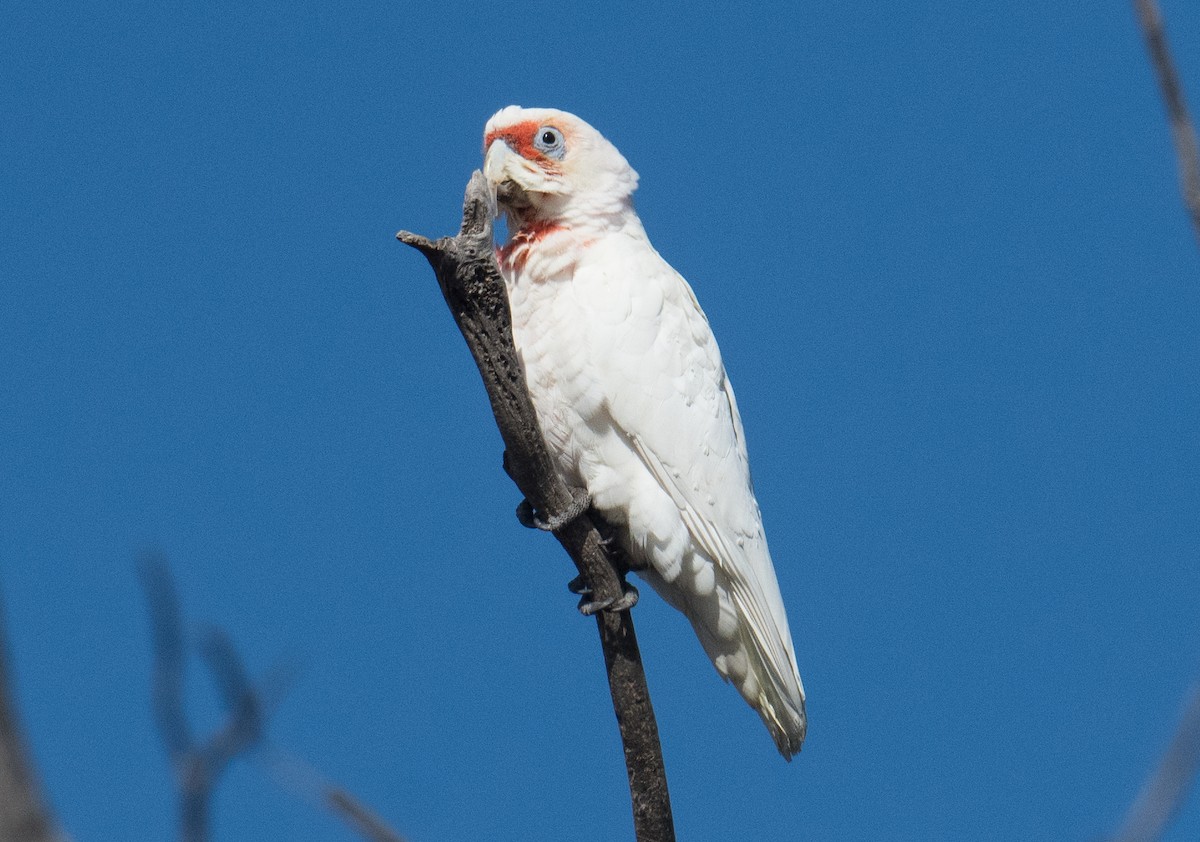 Long-billed Corella - ML615618540