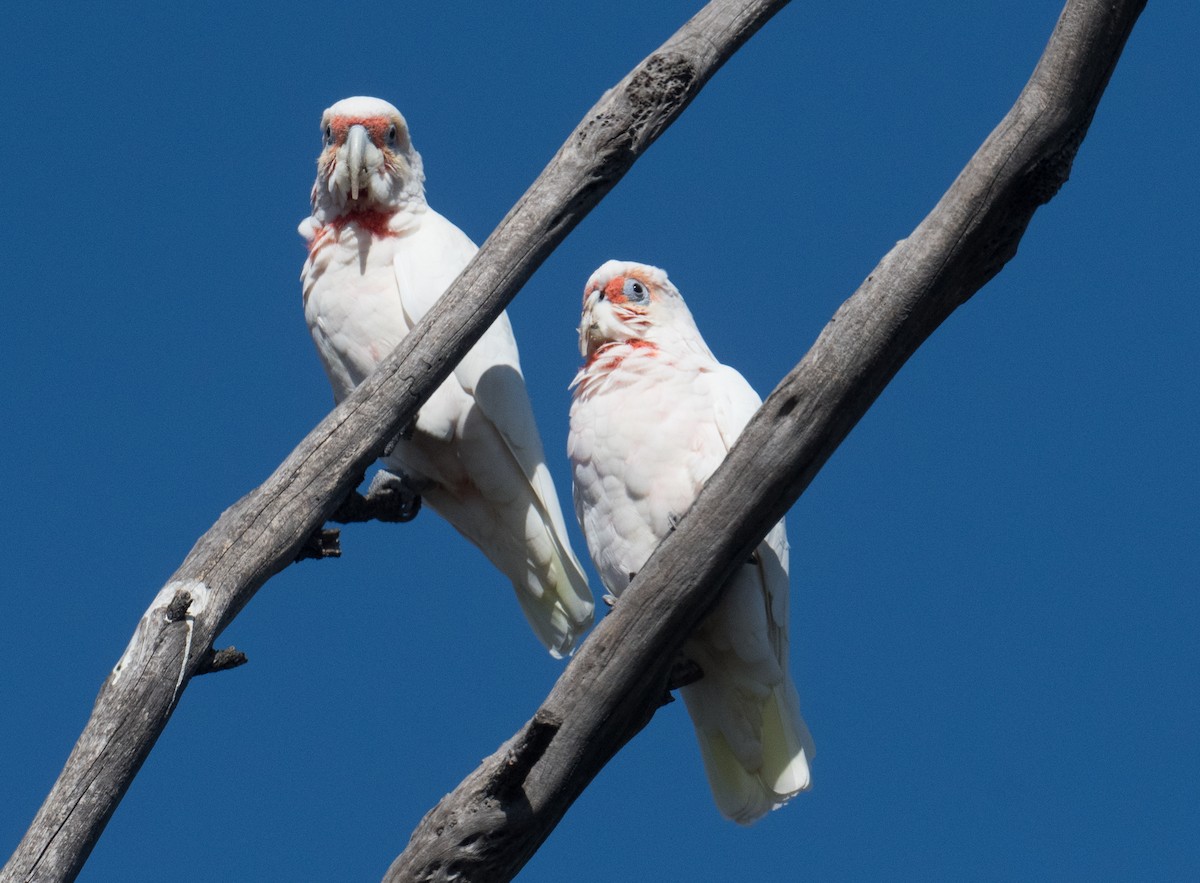 Long-billed Corella - ML615618560