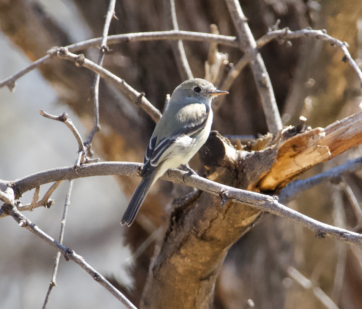 Gray Flycatcher - ML615618589