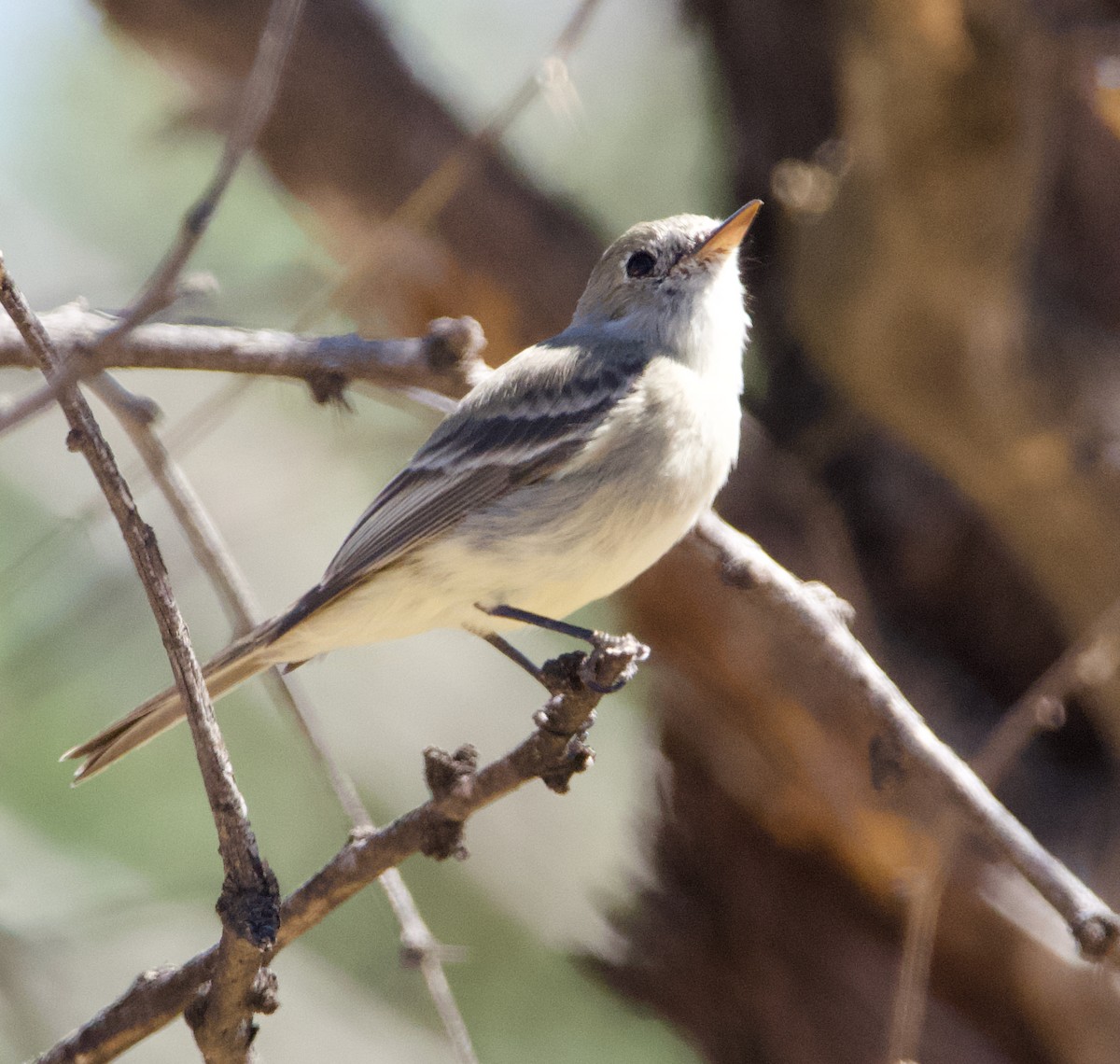 Gray Flycatcher - ML615618645