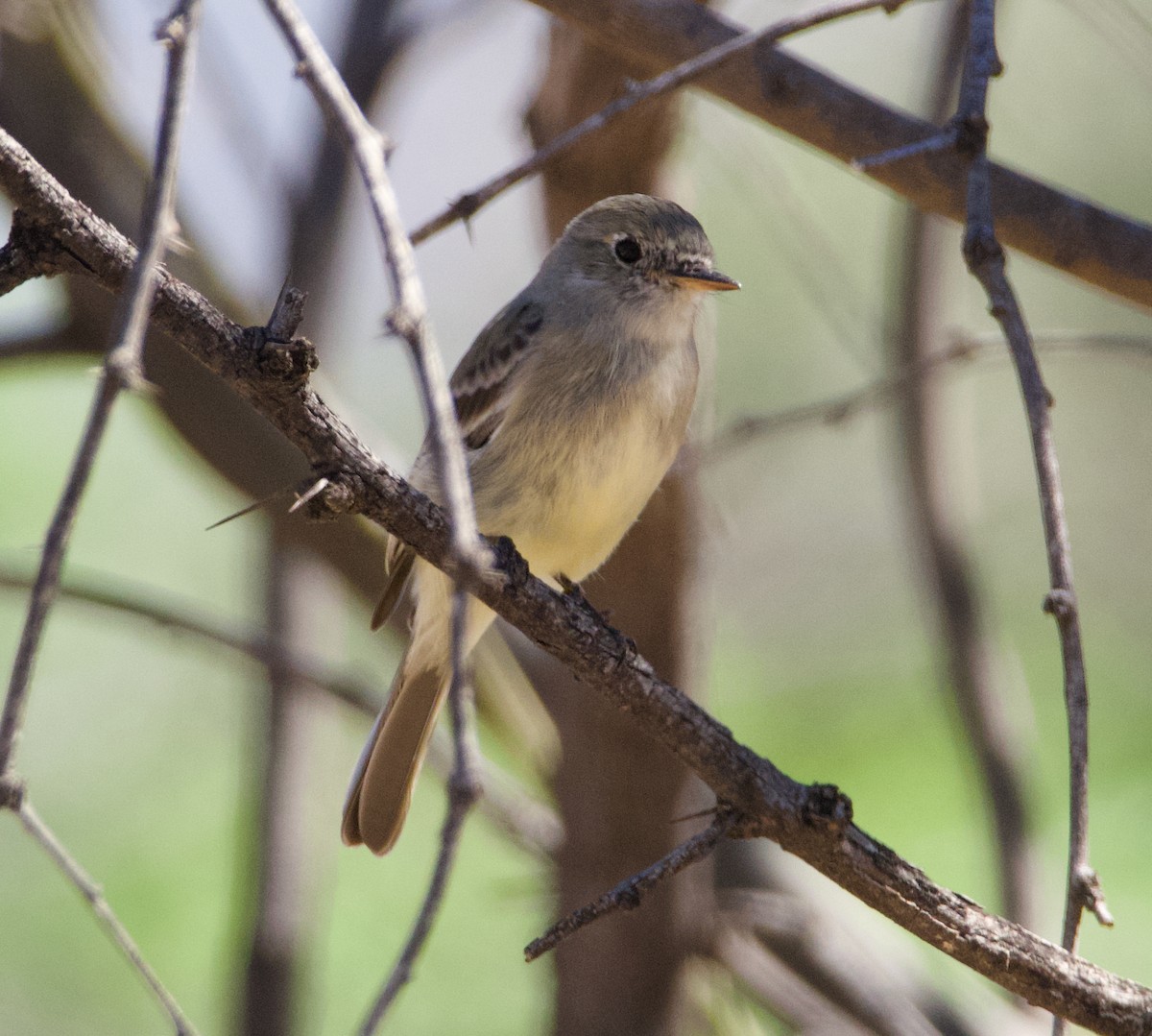 Gray Flycatcher - ML615618691