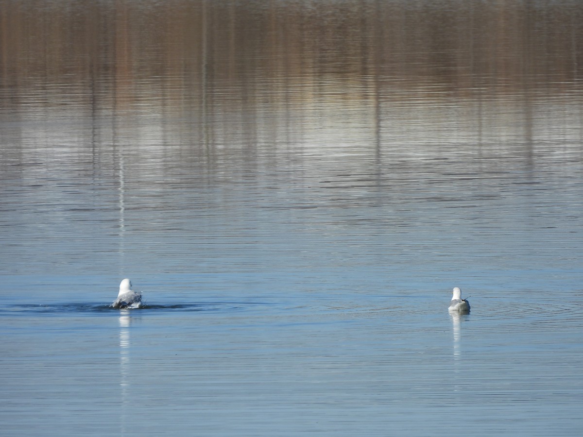 Herring Gull - ML615618692