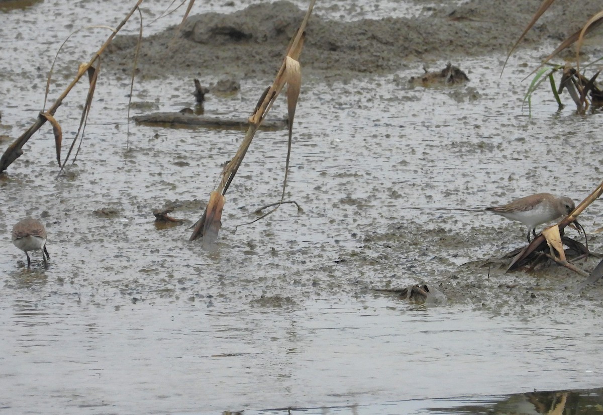 Dunlin - ML615618694