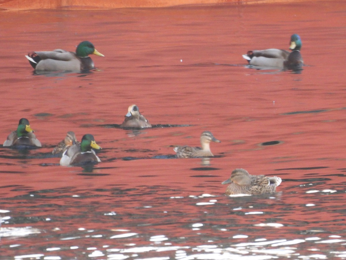 Eurasian Wigeon - james shannon