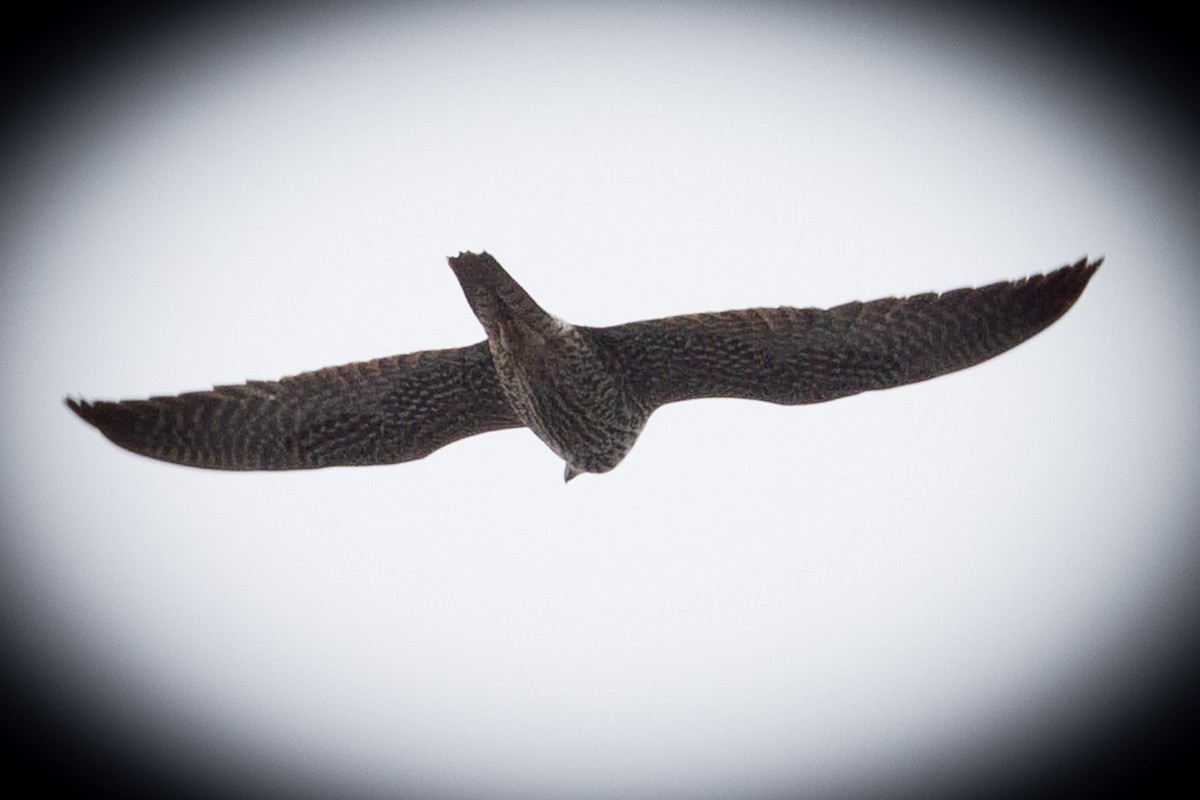 Peregrine Falcon (North American) - ML615618730