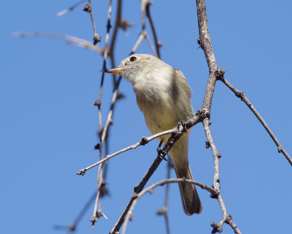 Gray Flycatcher - ML615618738