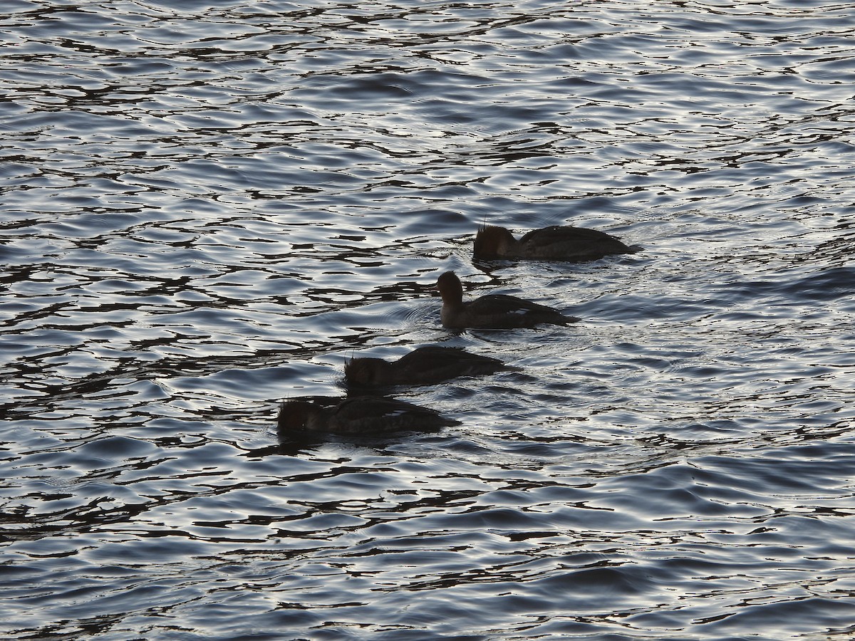 Red-breasted Merganser - ML615618748