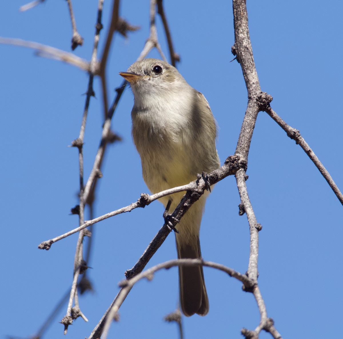 Gray Flycatcher - ML615618753