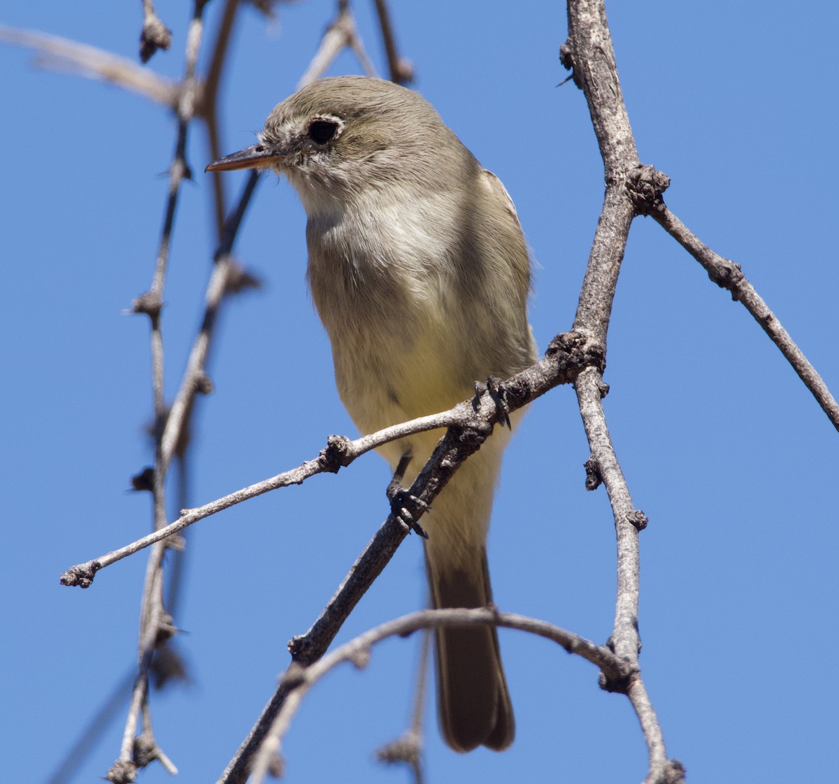Gray Flycatcher - ML615618807