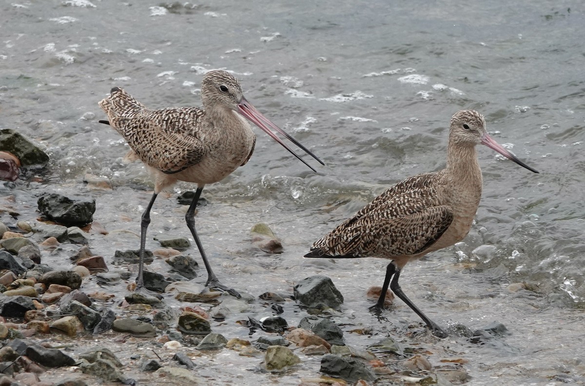 Marbled Godwit - ML615618809