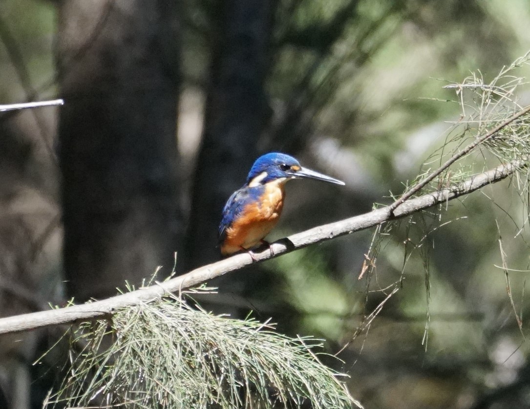 Azure Kingfisher - ML615618820