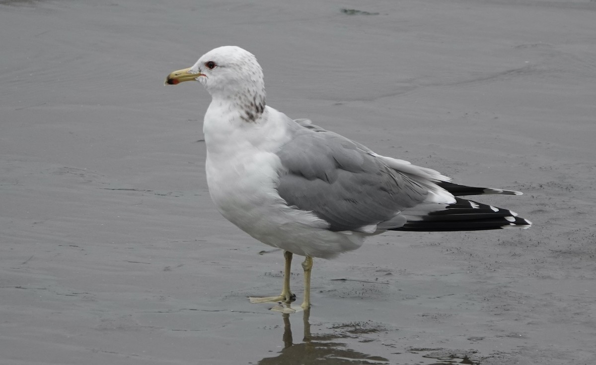 California Gull - ML615618832