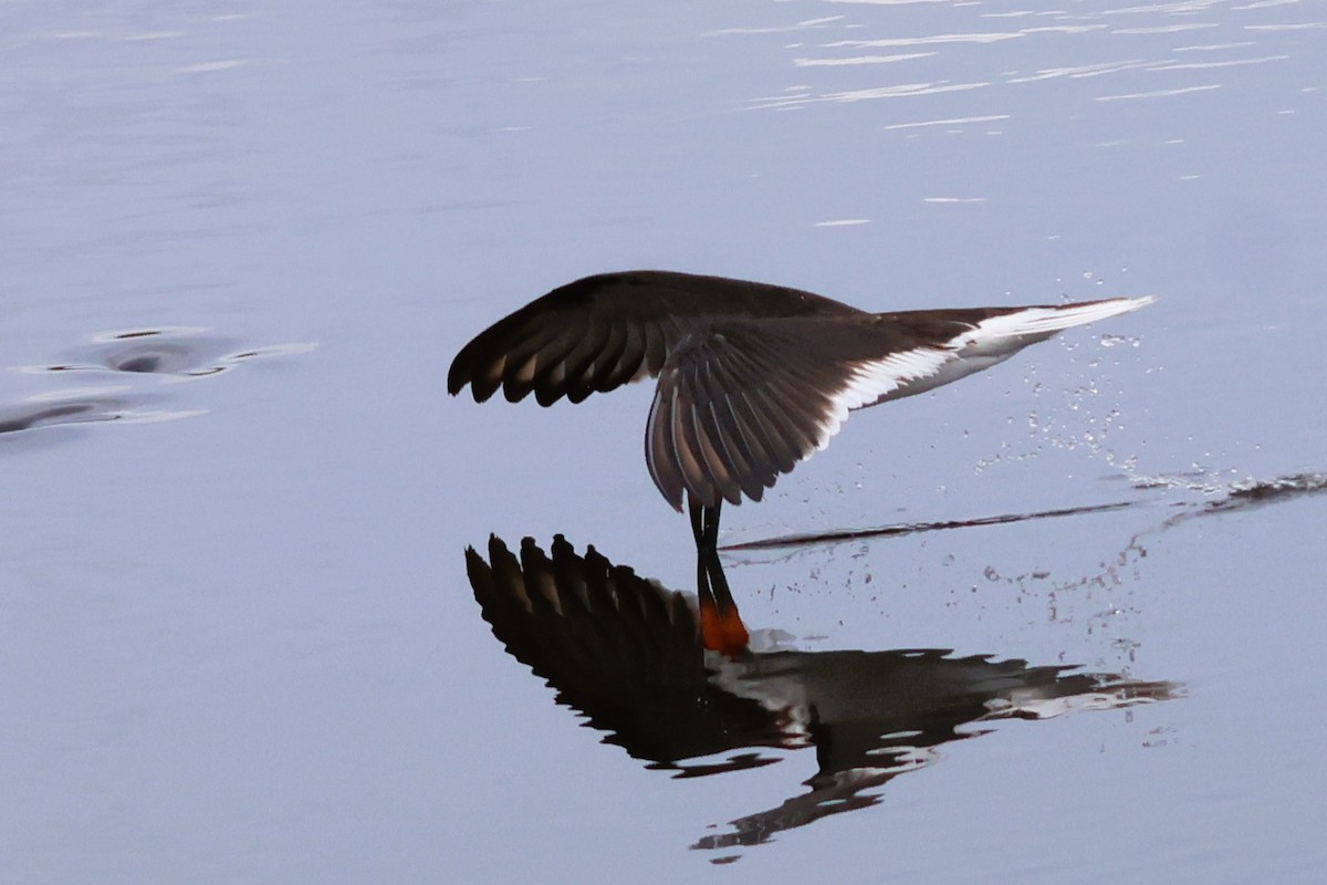 Black Skimmer - Audrey Whitlock