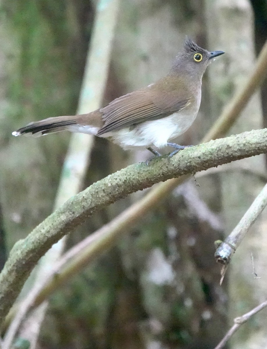 Yellow-wattled Bulbul - ML615618909