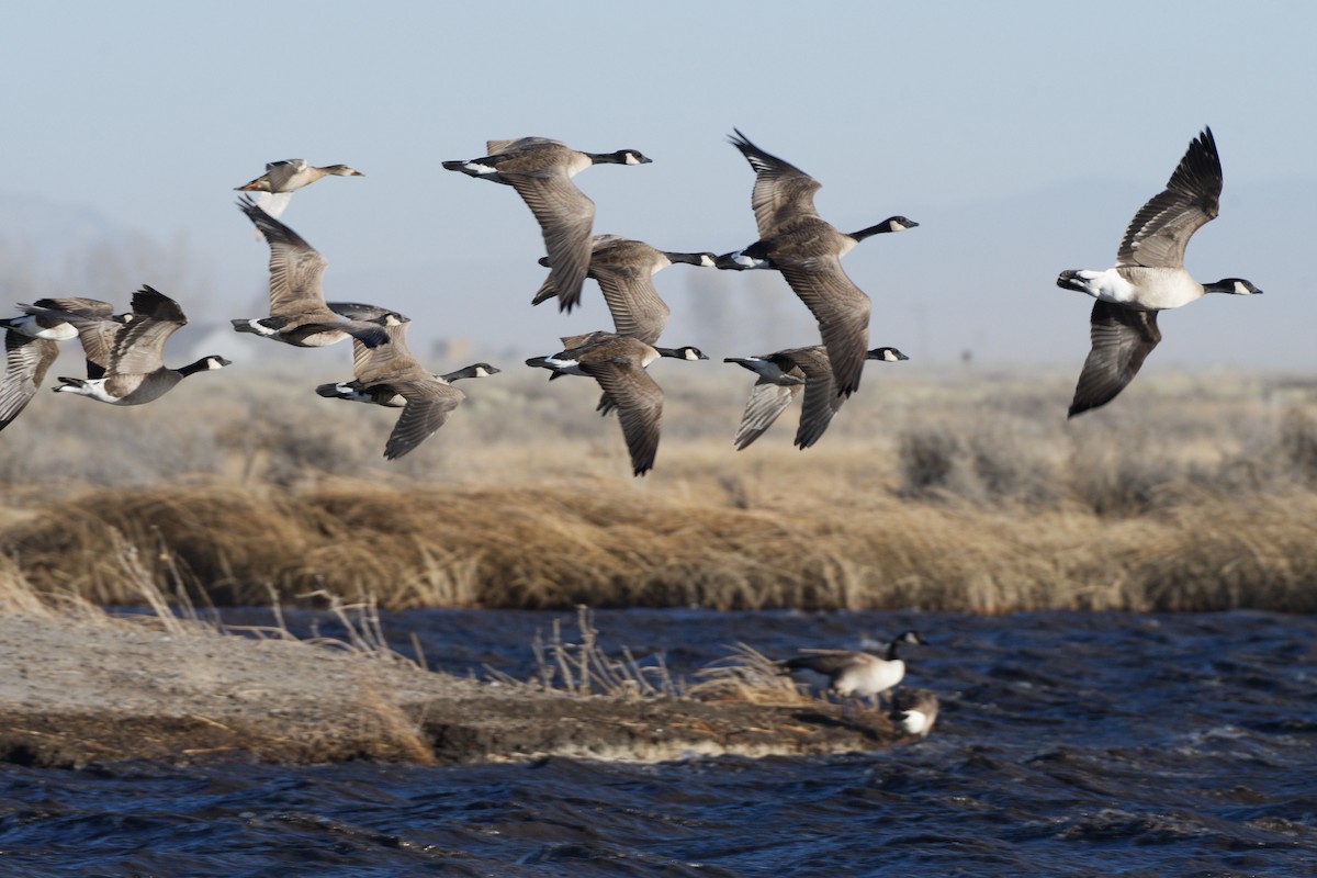 Canada Goose - Leslie Holzmann