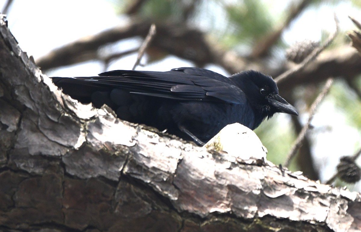 Fish Crow - ML615618934