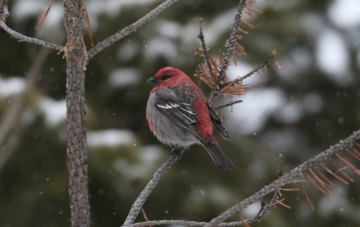 Pine Grosbeak - ML615618961