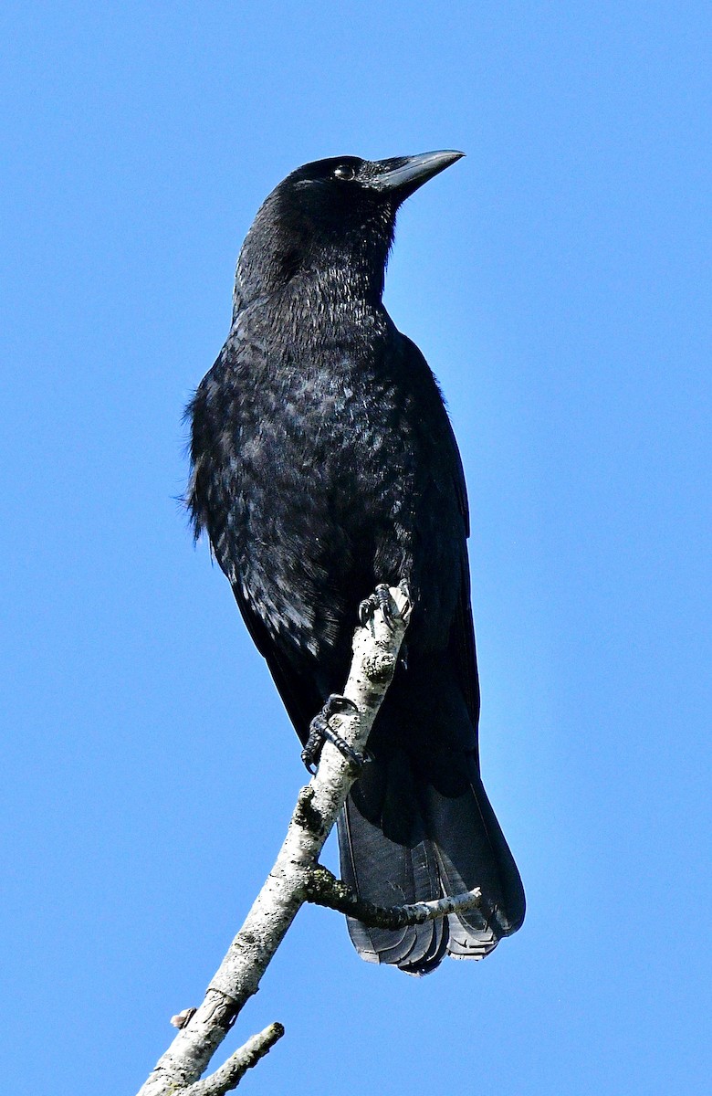 American Crow - ML615618978