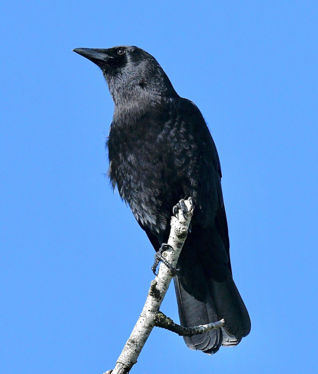 American Crow - ML615618979