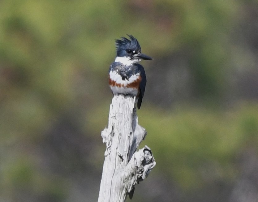 Belted Kingfisher - ML615618990